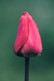 雨后粉色郁金香含苞待放图片大全