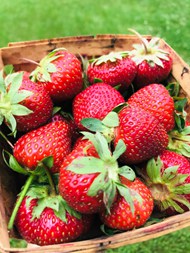 新鲜现摘红色草莓图片下载