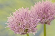 微距特写粉色花朵植物高清图片