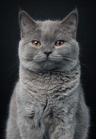 可爱灰色肥猫图片大全