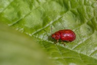 绿叶红甲虫图片下载