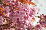 粉色东亚樱花盛开图片