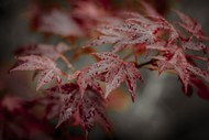 雨后枫叶写真高清图片