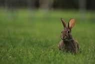 绿色草地可爱东北兔图片下载