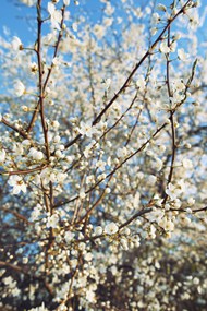 春天开花的树精美图片