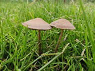 草丛野生硬柄小皮伞蘑菇图片下载