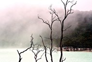 萧瑟雾气缭绕湖泊干枝写真精美图片