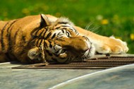 趴在地上懒散的老虎精美图片