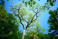 绿色春天树林树木精美图片