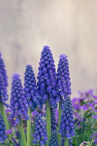 蓝壶花葡萄风信子植物高清图片