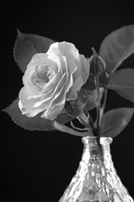 黑白风格玫瑰花插花高清图片