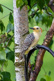 站在树杈上的黄腹啄木鸟图片