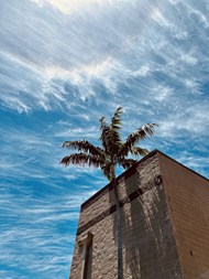 蓝天白云棕榈树传统建筑图片下载