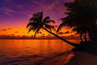 黄昏热带海边椰子树晚霞风光写真图片下载