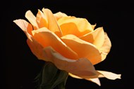 橙黄色玫瑰花微距写真图片