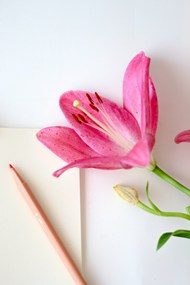 铅笔草稿纸粉色百合花图片下载