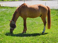 绿色草地吃草的马高清图片