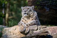 动物园野生雪豹精美图片