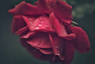春天雨后玫瑰花意境写真图片