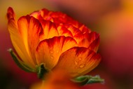 雨后光透感橙色花开精美图片