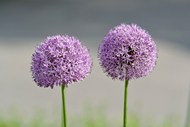 紫色葱属科植物花朵图片下载