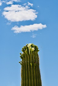 蓝天白云沙漠热带植物仙人柱图片大全
