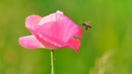 蜜蜂授粉粉色罂粟花精美图片