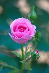 粉色玫瑰花花苞微距特写写真高清图片