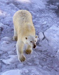 瘦骨如柴野生白色北极熊精美图片