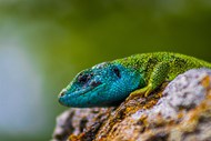 绿色野生蜥蜴精美图片