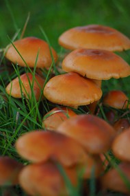 森林雨后地面蘑菇群精美图片