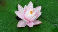 雨后粉色莲花莲叶精美图片