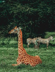 野生动物园草地斑马长颈鹿精美图片