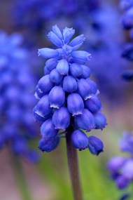 蓝色葡萄风信子植物高清图片