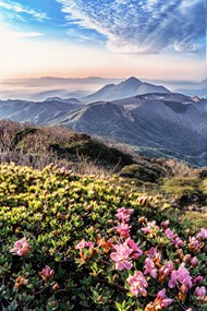 春天漫山遍野杜鹃花风景图片下载