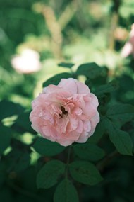 春天粉色蔷薇花植物写真图片