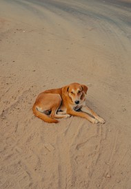 蹲坐在海边沙滩上的流浪狗狗图片大全