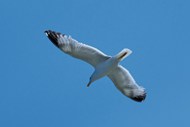 蓝色天空展翅翱翔的海鸥图片大全