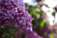 春天紫色丁香花微距特写写真图片