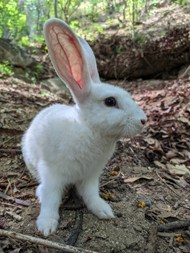 丛林白色小野兔高清图片