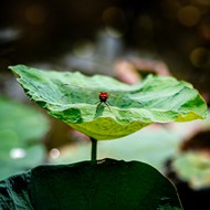 夏日午后莲叶蜻蜓写真图片下载