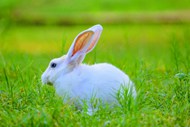 绿色草地可爱萌兔子图片下载
