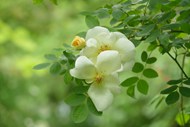 春天白色蔷薇花植物写真高清图片