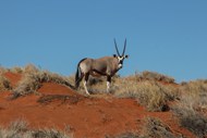 非洲纳米比亚大羚羊高清图片