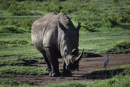 非洲大草原野生犀牛高清图片