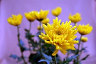 黄色秋菊花写真精美图片