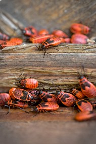 野生火甲虫高清图片