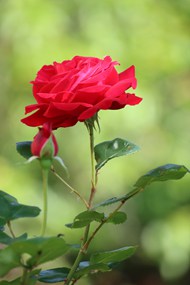 红色玫瑰花植物花朵图片下载