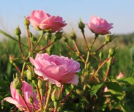 荒野野生粉色玫瑰花精美图片