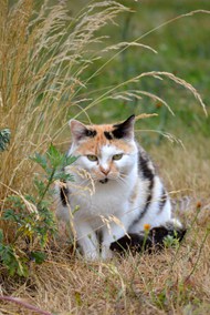 户外草丛野生小肥猫精美图片